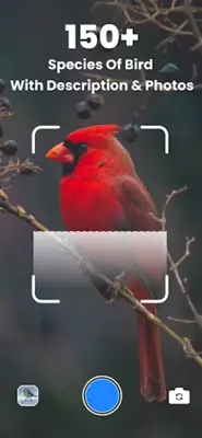 Bird ID - Picture Identifier android App screenshot 3